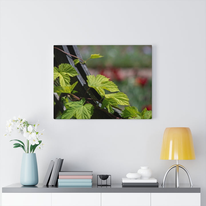 Ivy-Covered Fence - Canvas