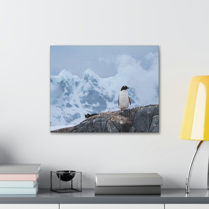 Poised Penguin - Canvas