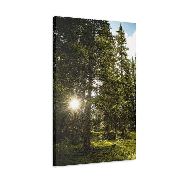 Forest Light - Canvas