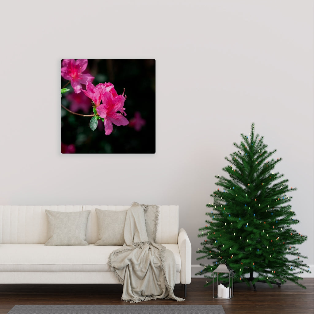 Standout Azalea - Canvas