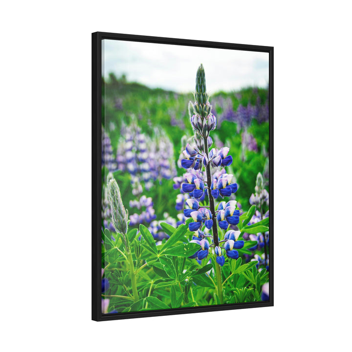 Glowing Lupin - Canvas with Frame