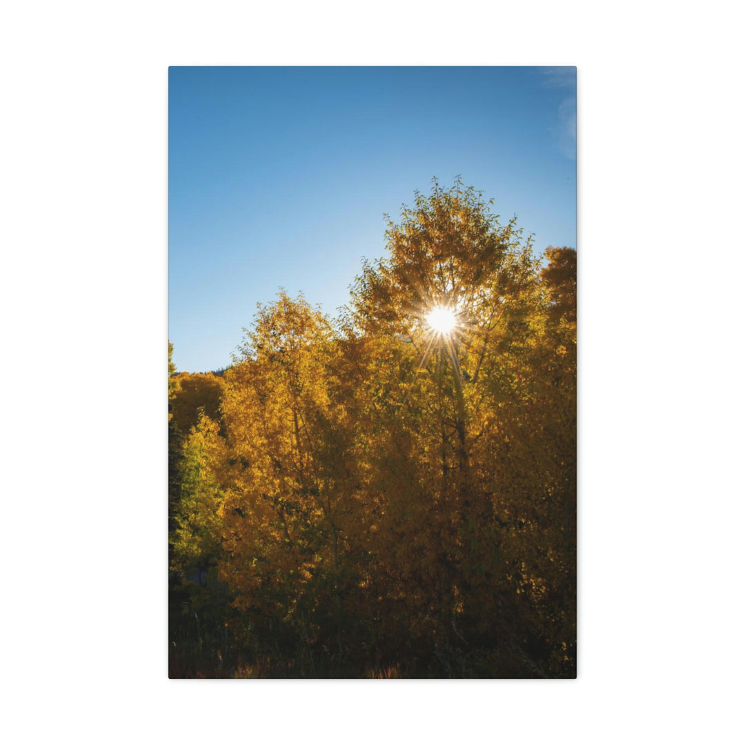 Sun Through the Aspens - Canvas