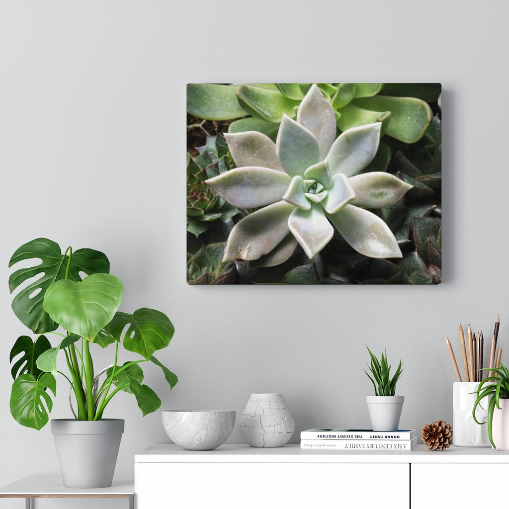 Succulent - Array - Canvas