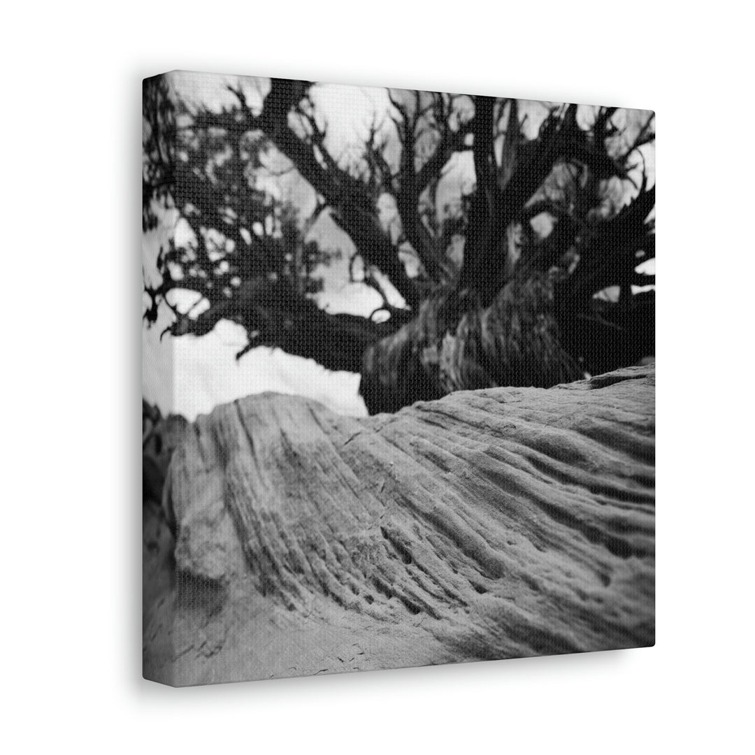 Desert Reach in Black and White - Canvas