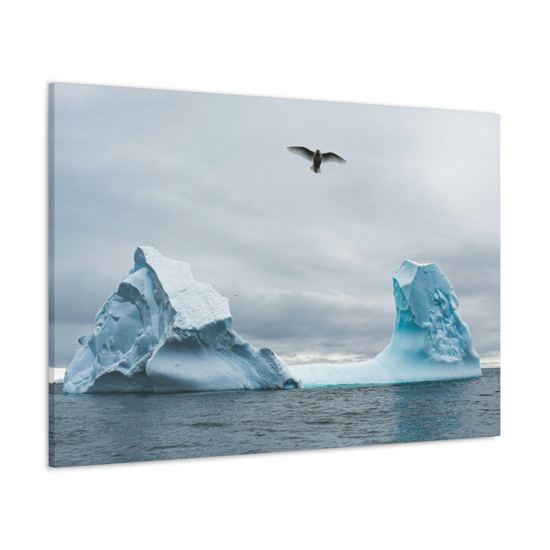 Antarctic Flight - Canvas