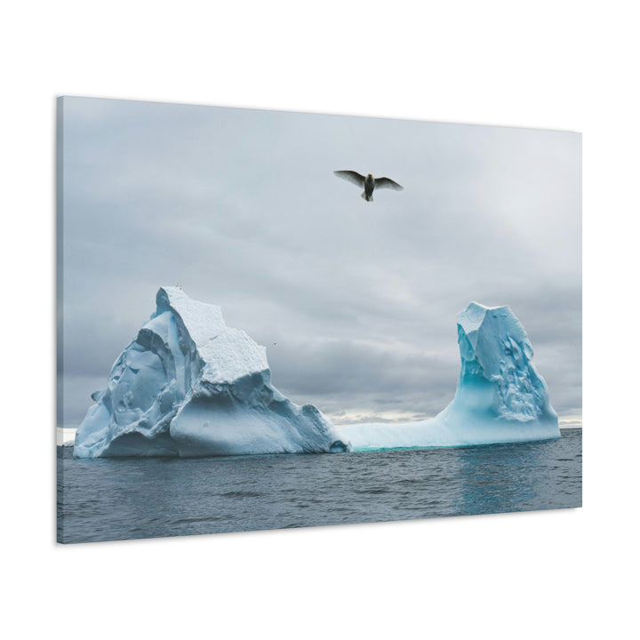 Antarctic Flight - Canvas