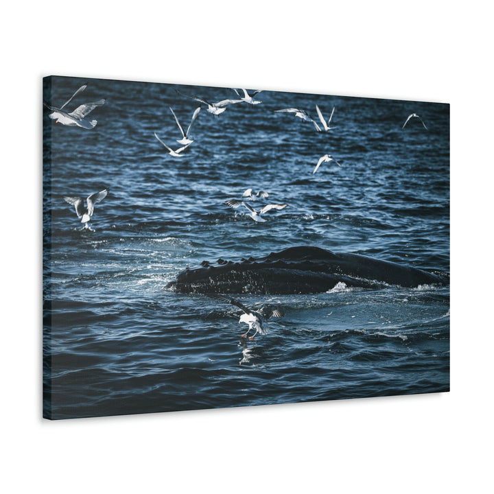 Humpback Hello - Canvas