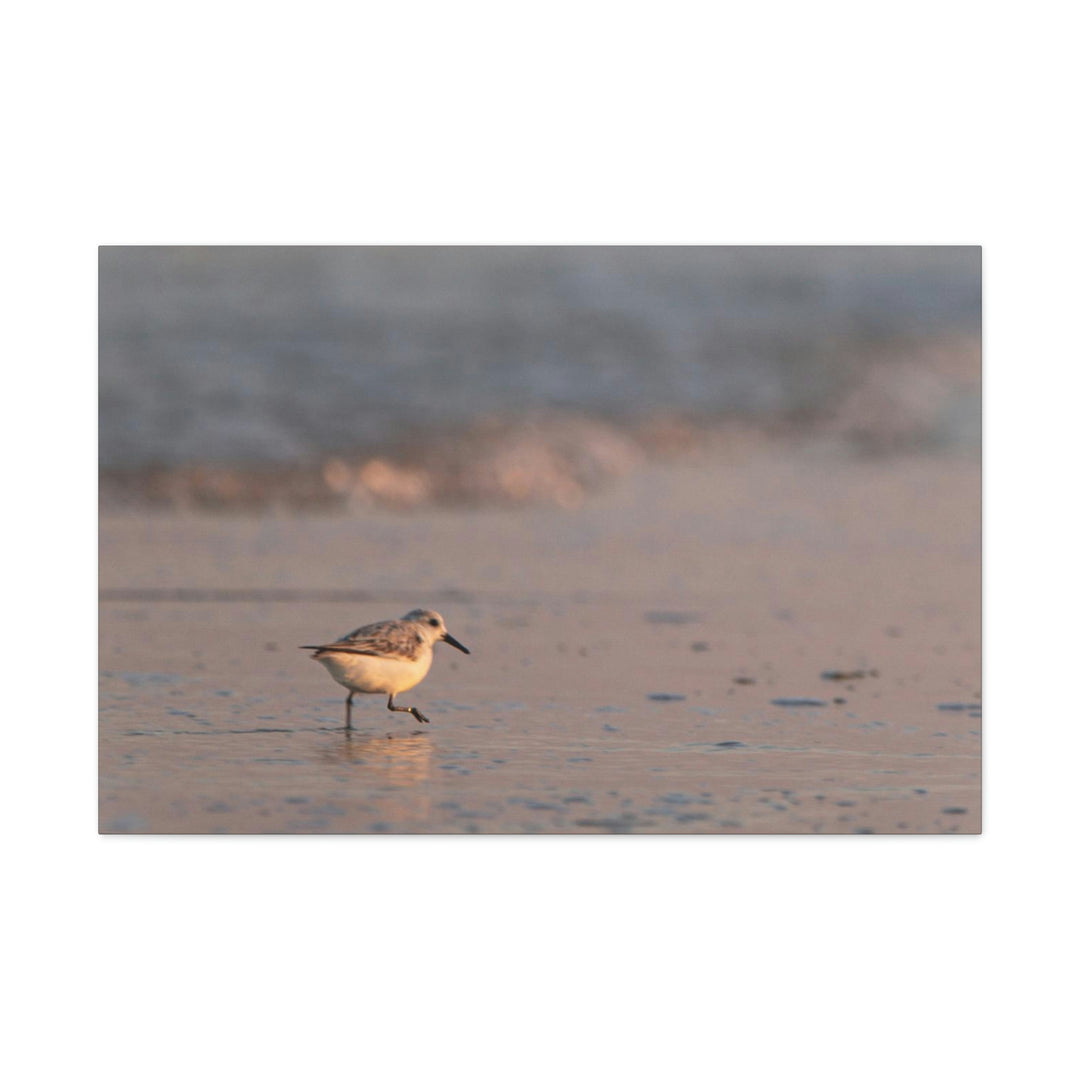 Sanderling in Soft Dusk Light - Canvas