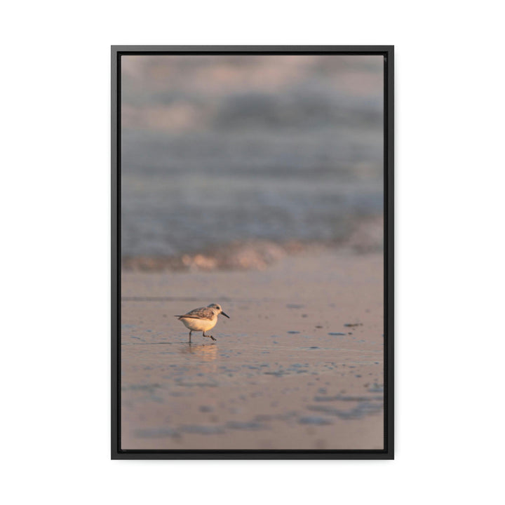 Sanderling in Soft Dusk Light - Canvas with Frame