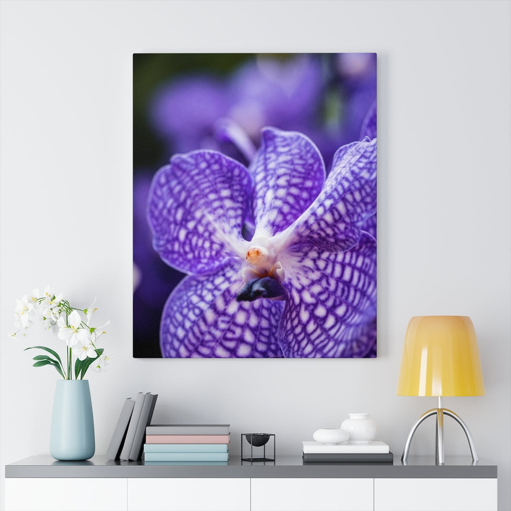 Orchid Detail - Canvas