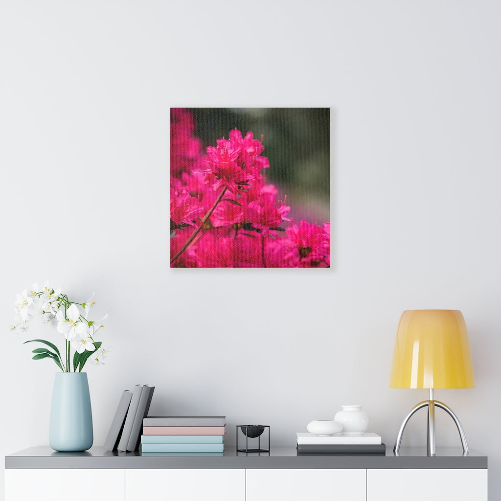 Full Bloom - Canvas