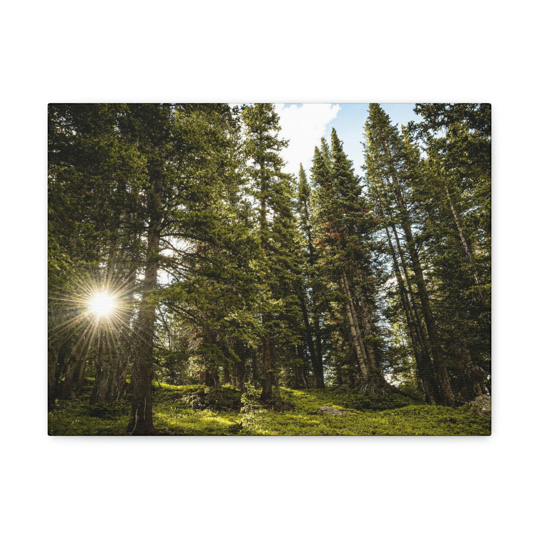 Forest Light - Canvas