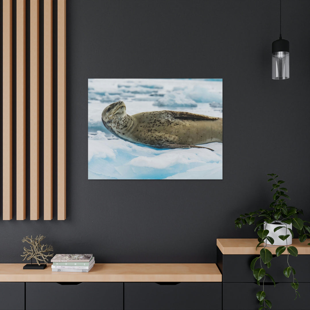 Leopard Seal Relaxing - Canvas