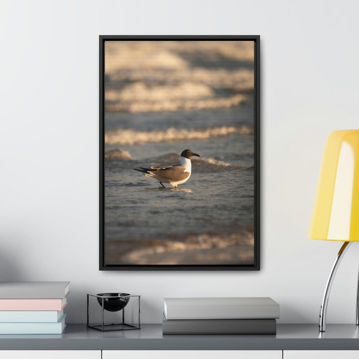 Laughing Gull in the Surf - Canvas with Frame