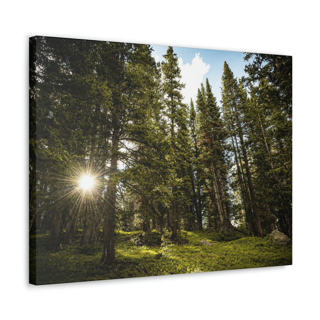 Forest Light - Canvas