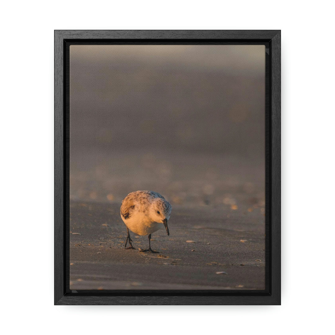 Feeding Sanderling - Canvas with Frame