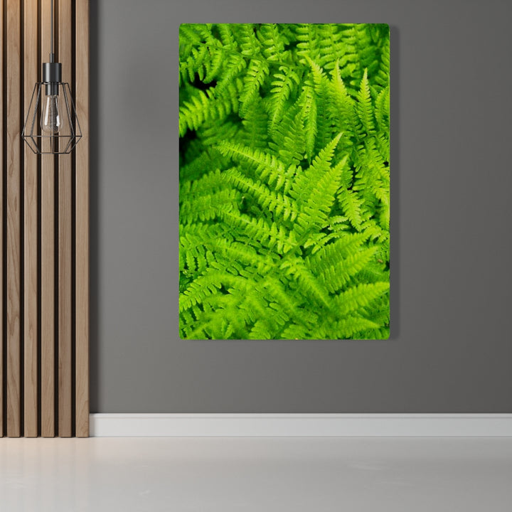 Ferns, Ferns, Ferns - Canvas