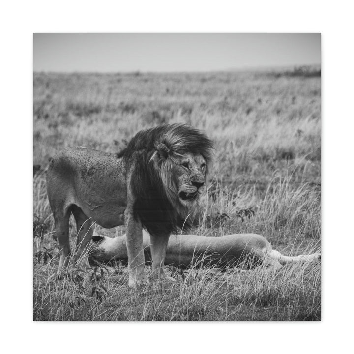 Mating Lions in Black and White - Canvas