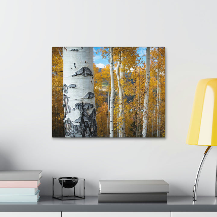 Aspens Changing - Canvas