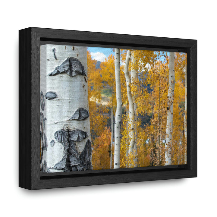 Aspens Changing - Canvas with Frame