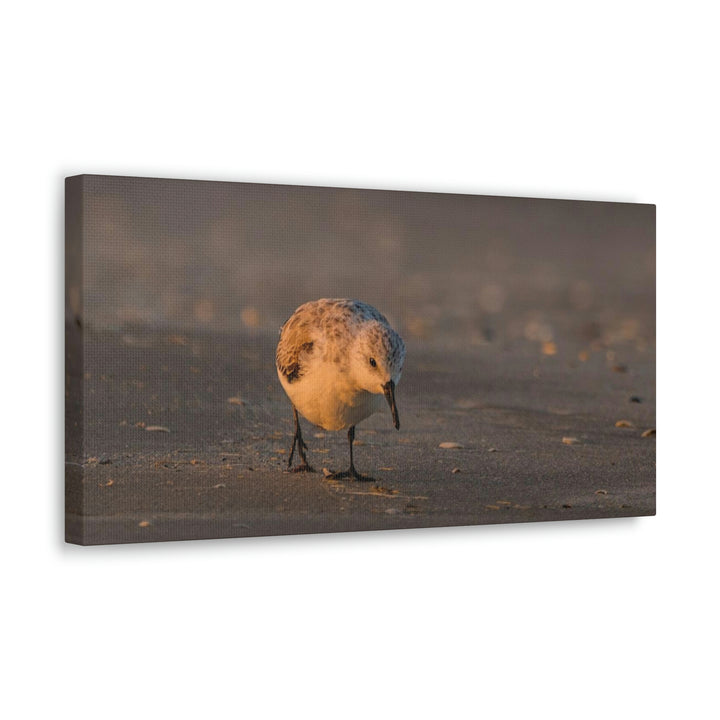 Feeding Sanderling - Canvas