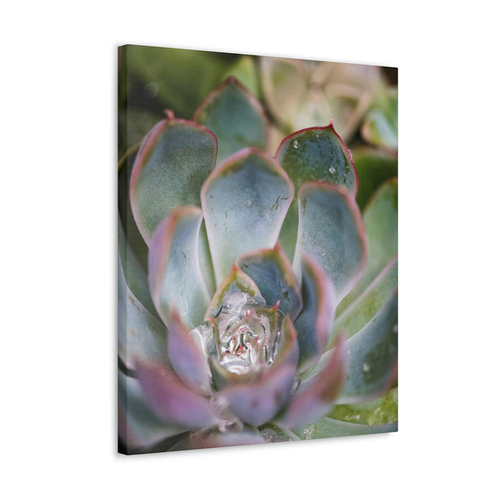 Stunning Succulent - Canvas