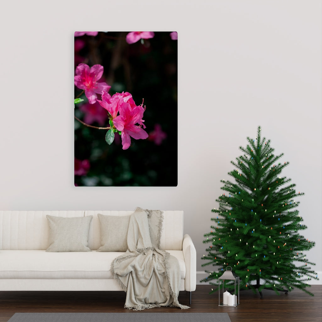 Standout Azalea - Canvas