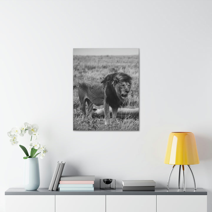 Mating Lions in Black and White - Canvas