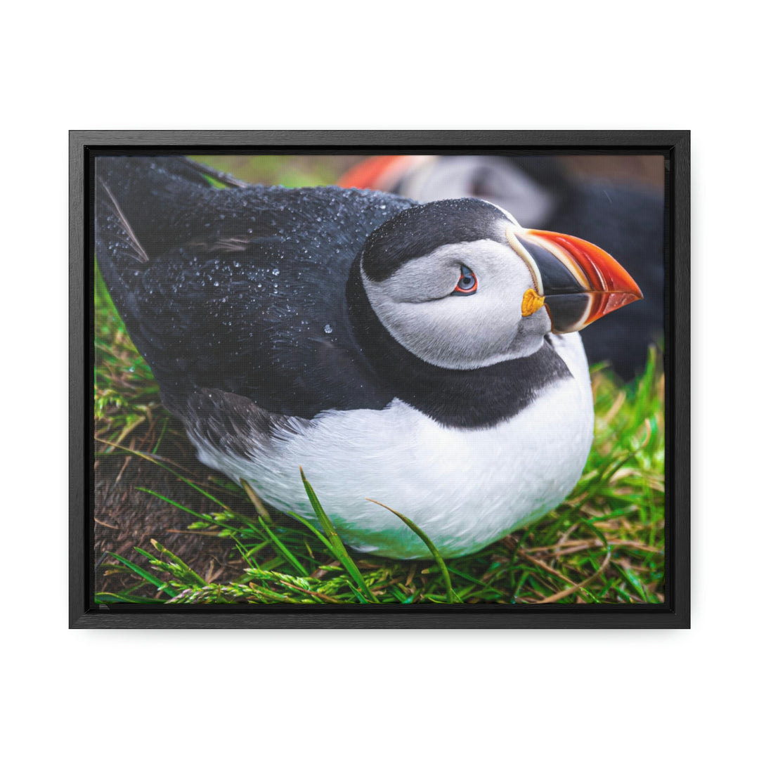 Resting Puffin - Canvas with Frame