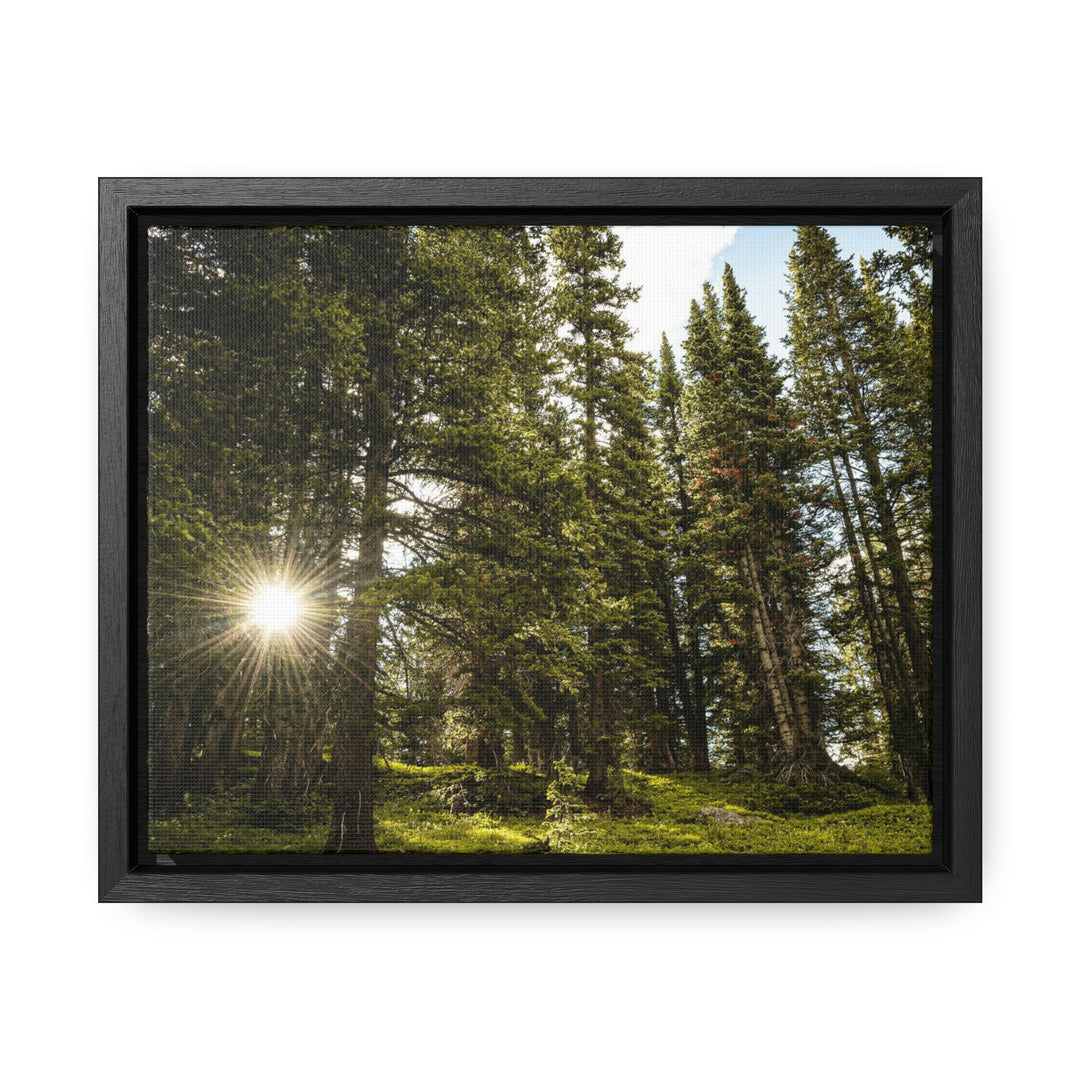 Forest Light - Canvas with Frame