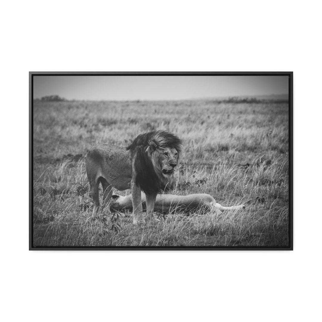 Mating Lions in Black and White - Canvas with Frame