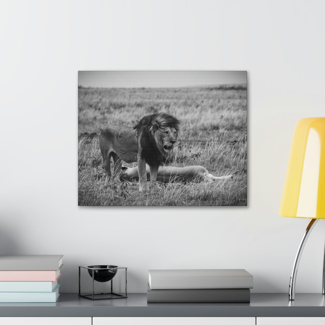 Mating Lions in Black and White - Canvas