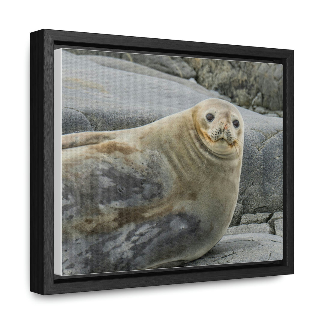 Weddell Smile - Canvas with Frame