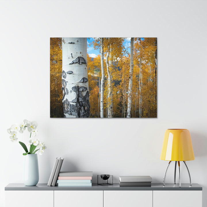 Aspens Changing - Canvas