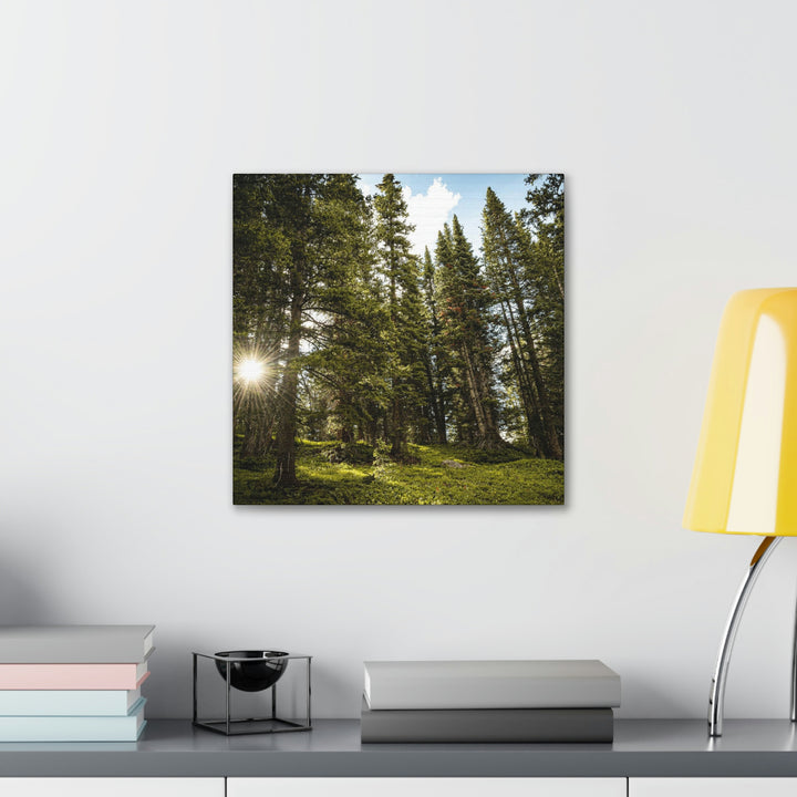 Forest Light - Canvas