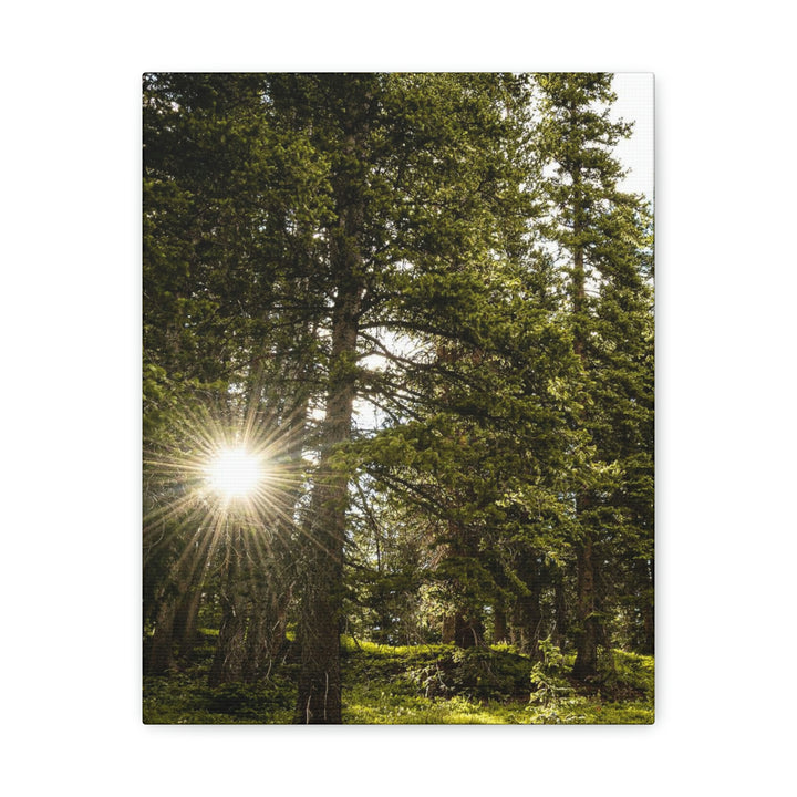 Forest Light - Canvas