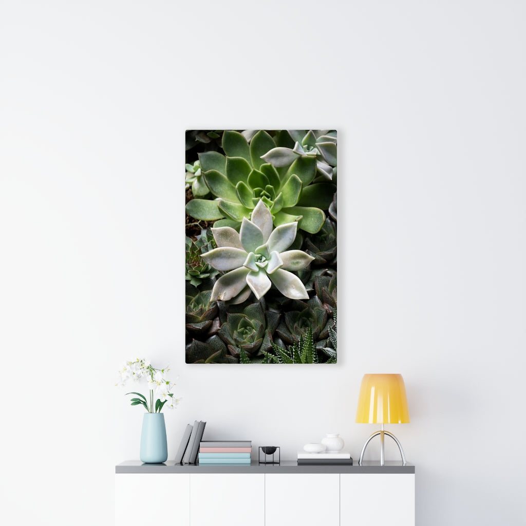 Succulent - Array - Canvas