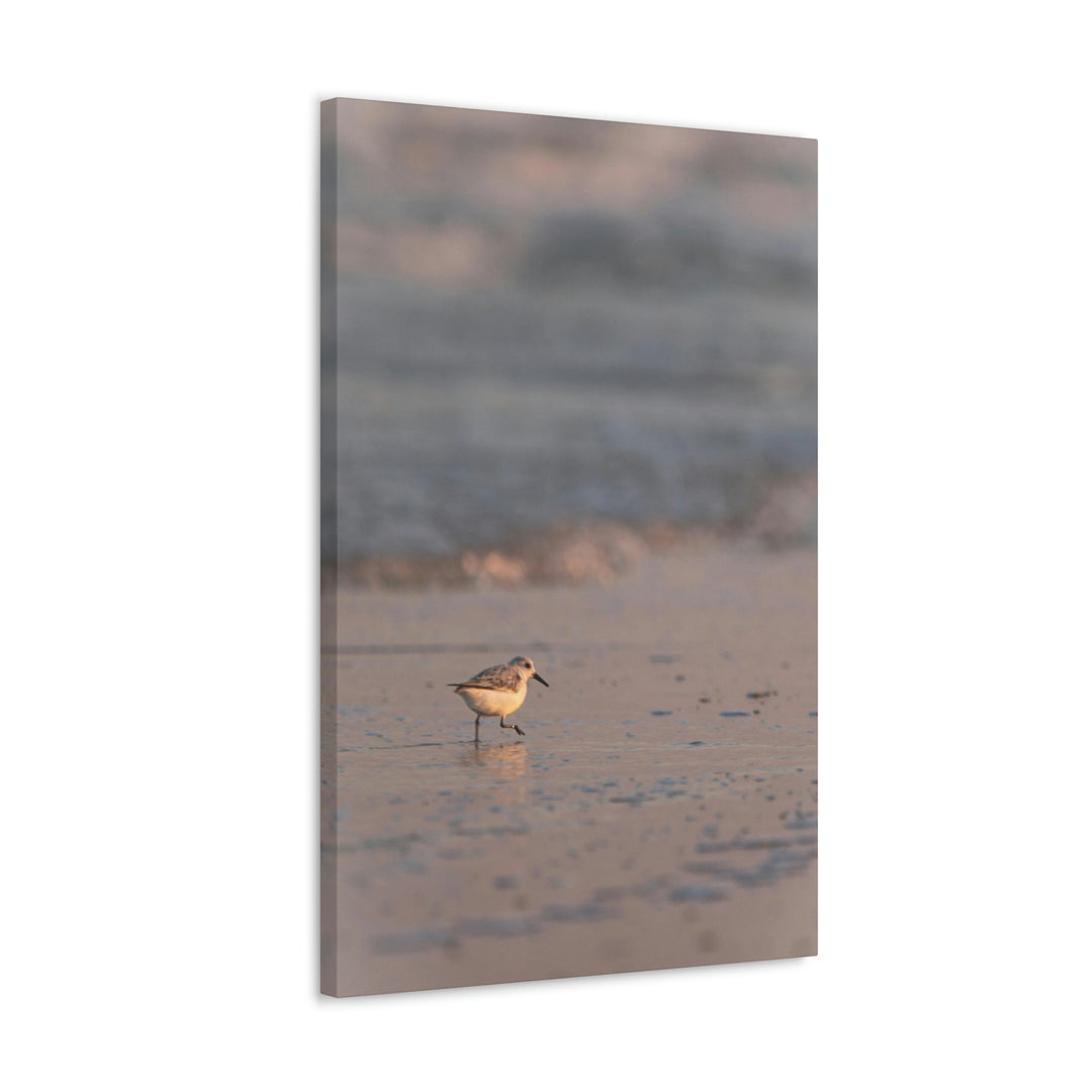 Sanderling in Soft Dusk Light - Canvas