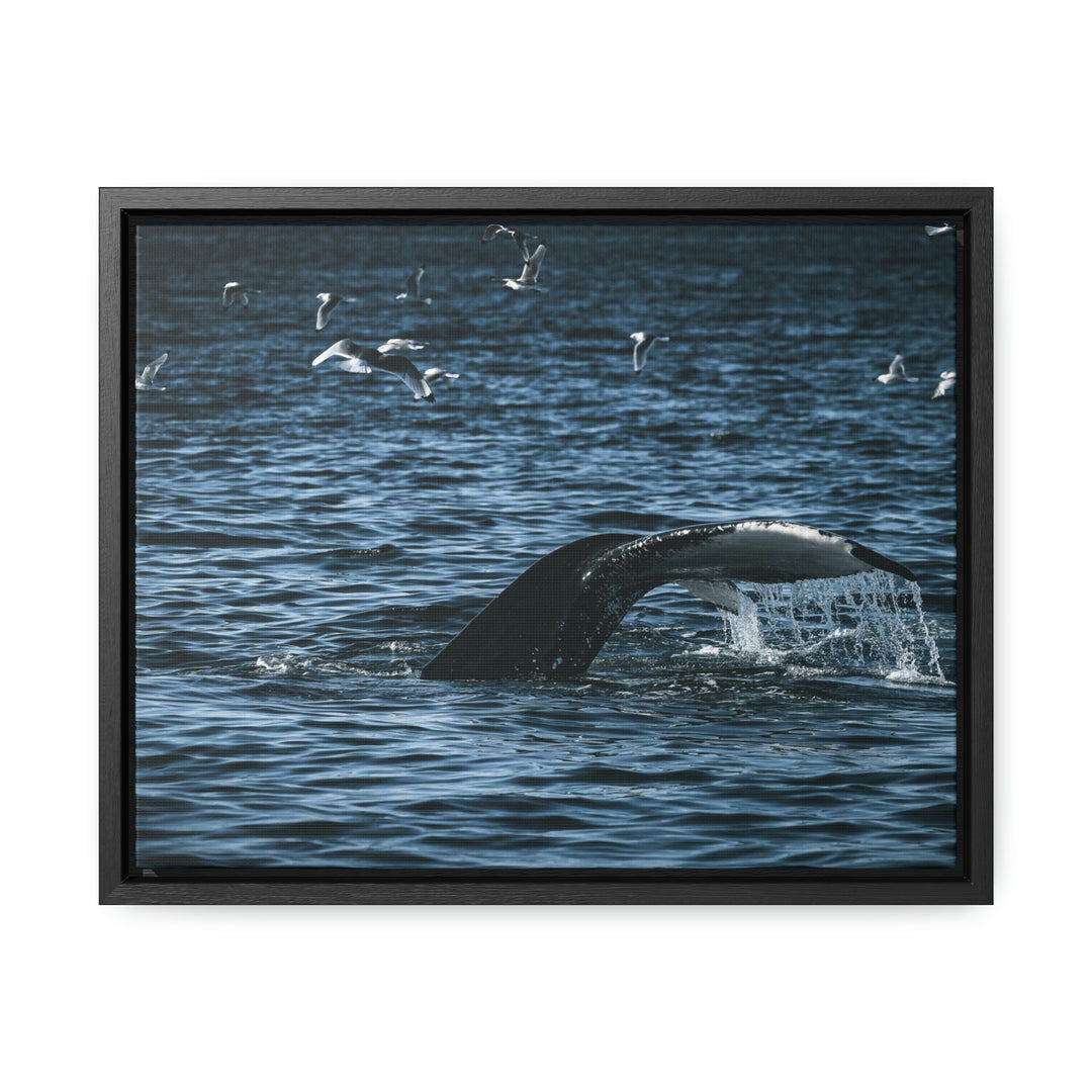 Feeding Tail - Canvas with Frame