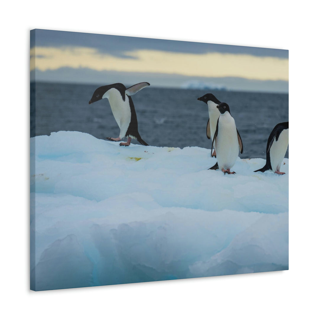 Penguin Dance - Canvas