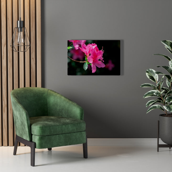 Standout Azalea - Canvas