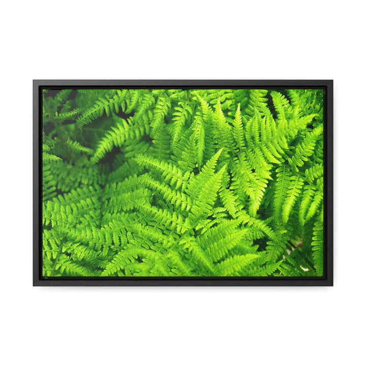 Ferns, Ferns, Ferns - Canvas with Frame