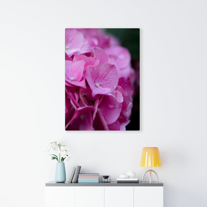 Pink Hydrangea Detail - Canvas