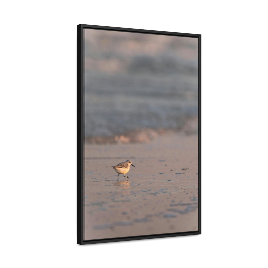 Sanderling in Soft Dusk Light - Canvas with Frame