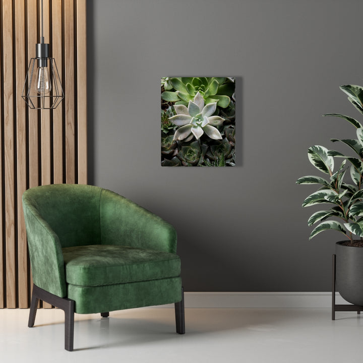 Succulent - Array - Canvas