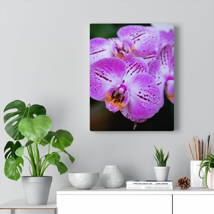 Orchid in Pink - Canvas