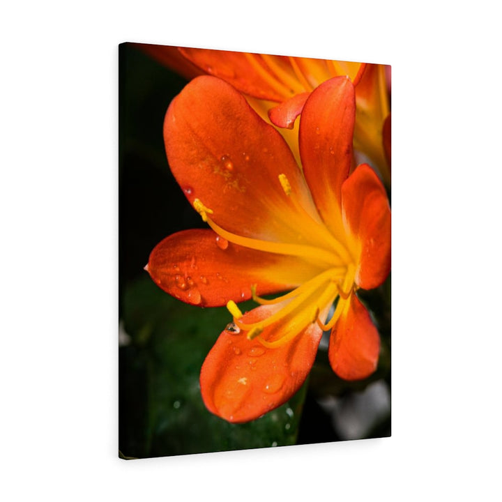 Bright Bush Lily - Canvas