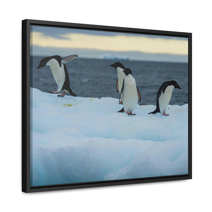 Penguin Dance - Canvas with Frame