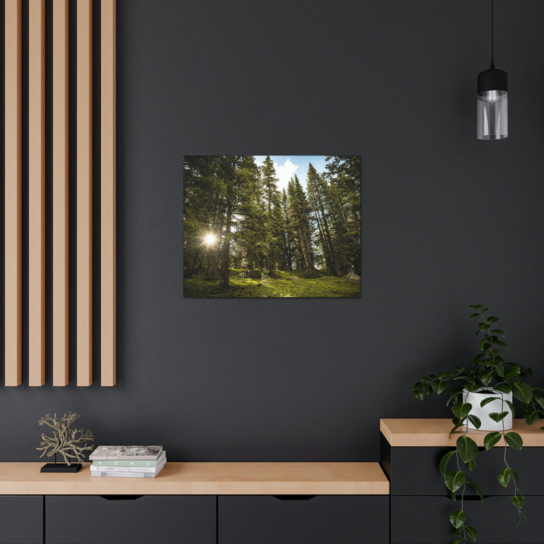 Forest Light - Canvas