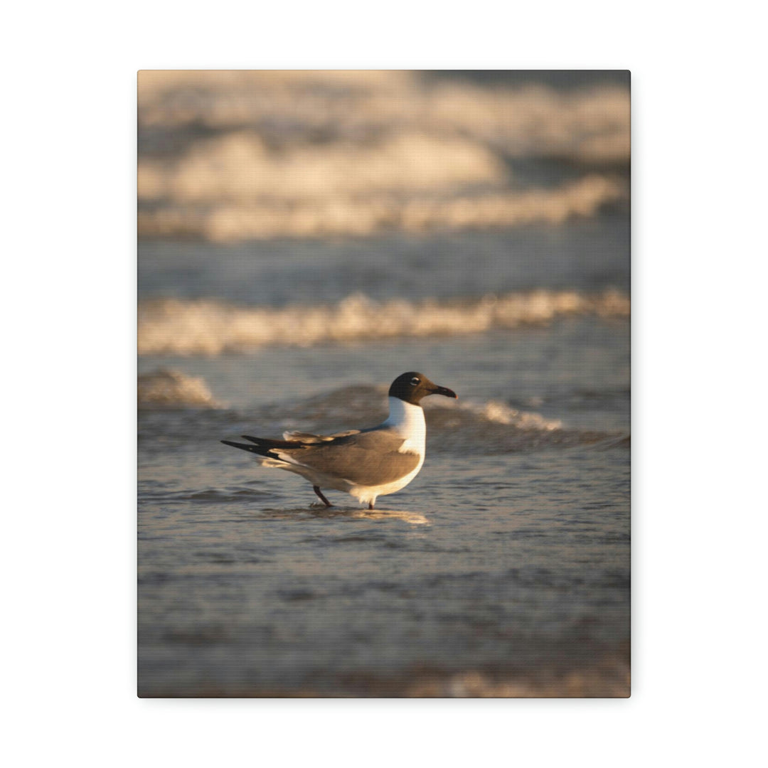 Laughing Gull in the Surf - Canvas